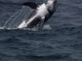 Risso's Dolphin